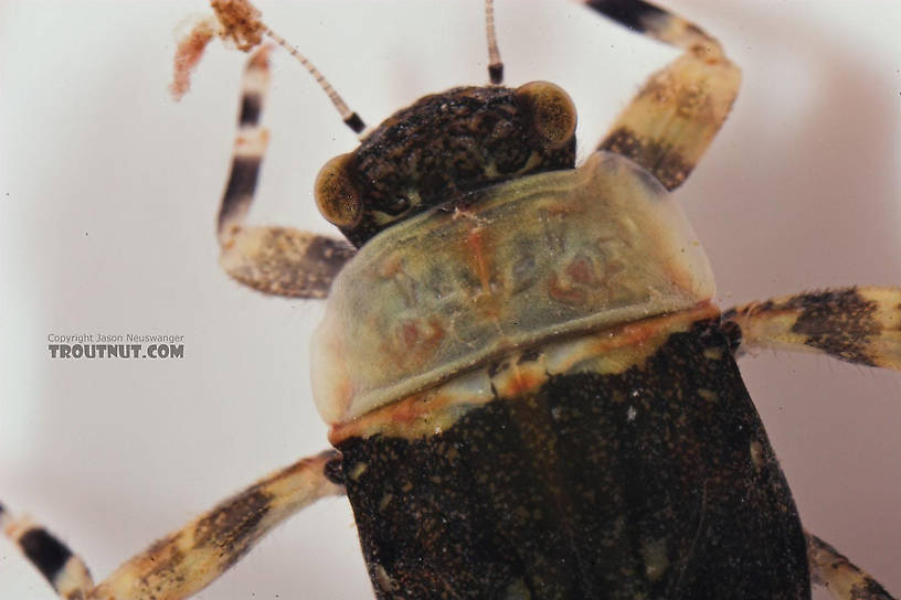 Ephemerella subvaria (Hendrickson) Mayfly Nymph from Salmon Creek in New York