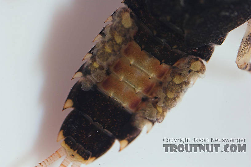 Ephemerella subvaria (Hendrickson) Mayfly Nymph from Salmon Creek in New York