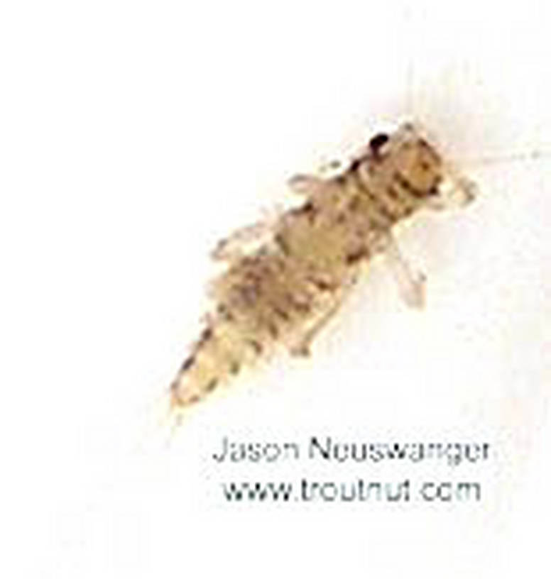 Caenis (Angler's Curses) Mayfly Nymph from unknown in Wisconsin