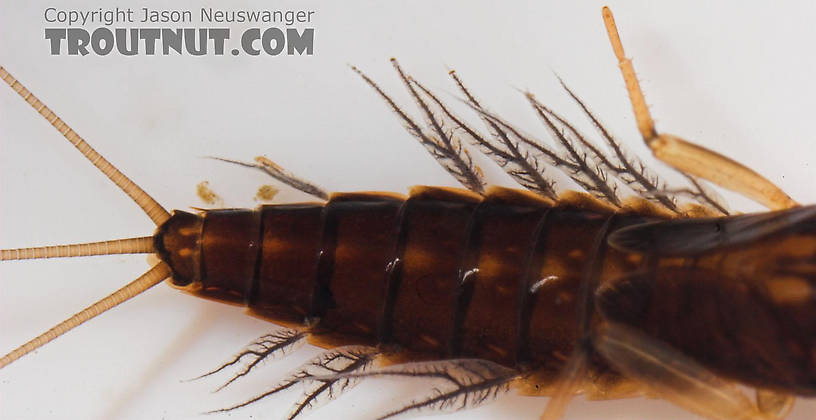 Paraleptophlebia (Blue Quills and Mahogany Duns) Mayfly Nymph from Salmon Creek in New York