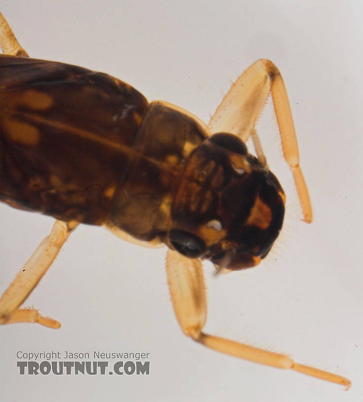 Paraleptophlebia (Blue Quills and Mahogany Duns) Mayfly Nymph from Salmon Creek in New York