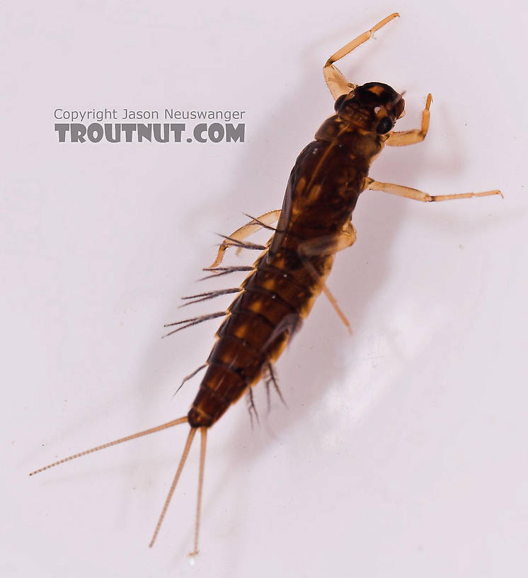 Paraleptophlebia (Blue Quills and Mahogany Duns) Mayfly Nymph from Salmon Creek in New York