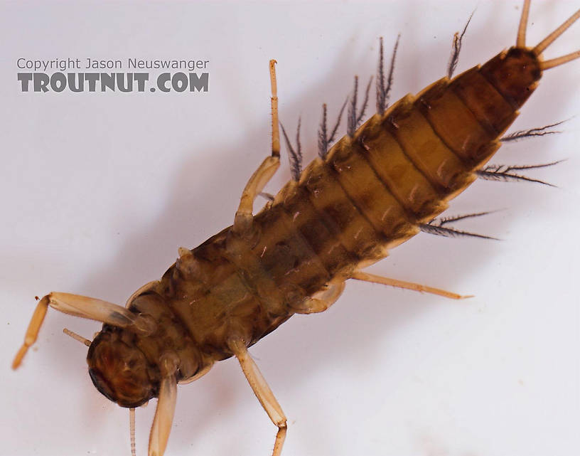 Paraleptophlebia (Blue Quills and Mahogany Duns) Mayfly Nymph from Salmon Creek in New York