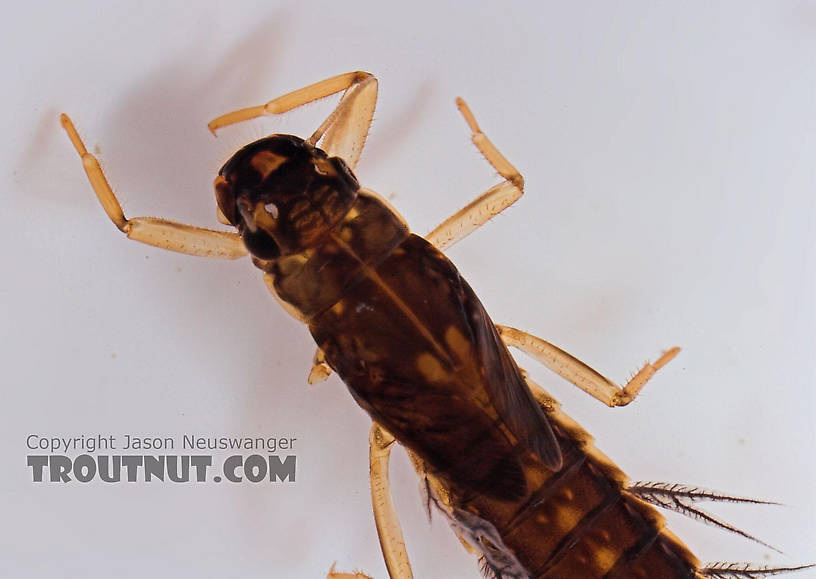 Paraleptophlebia (Blue Quills and Mahogany Duns) Mayfly Nymph from Salmon Creek in New York