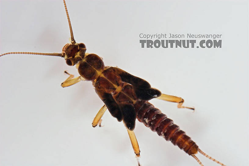 Prostoia (Tiny Winter Blacks) Stonefly Nymph from Salmon Creek in New York