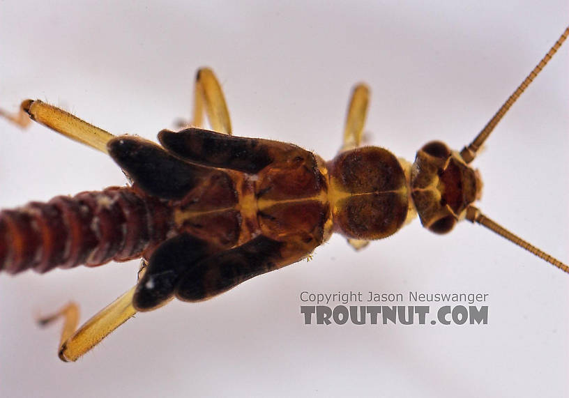 Prostoia (Tiny Winter Blacks) Stonefly Nymph from Salmon Creek in New York