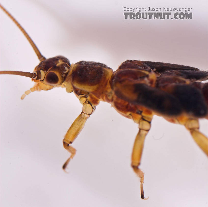 Prostoia (Tiny Winter Blacks) Stonefly Nymph from Salmon Creek in New York