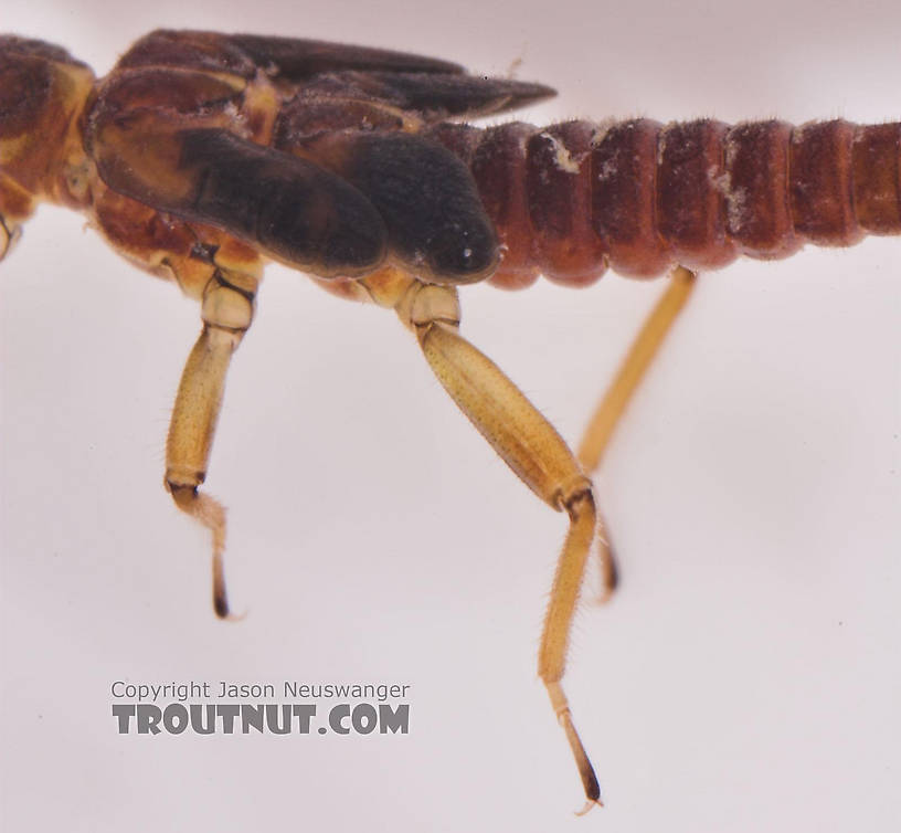 Prostoia (Tiny Winter Blacks) Stonefly Nymph from Salmon Creek in New York