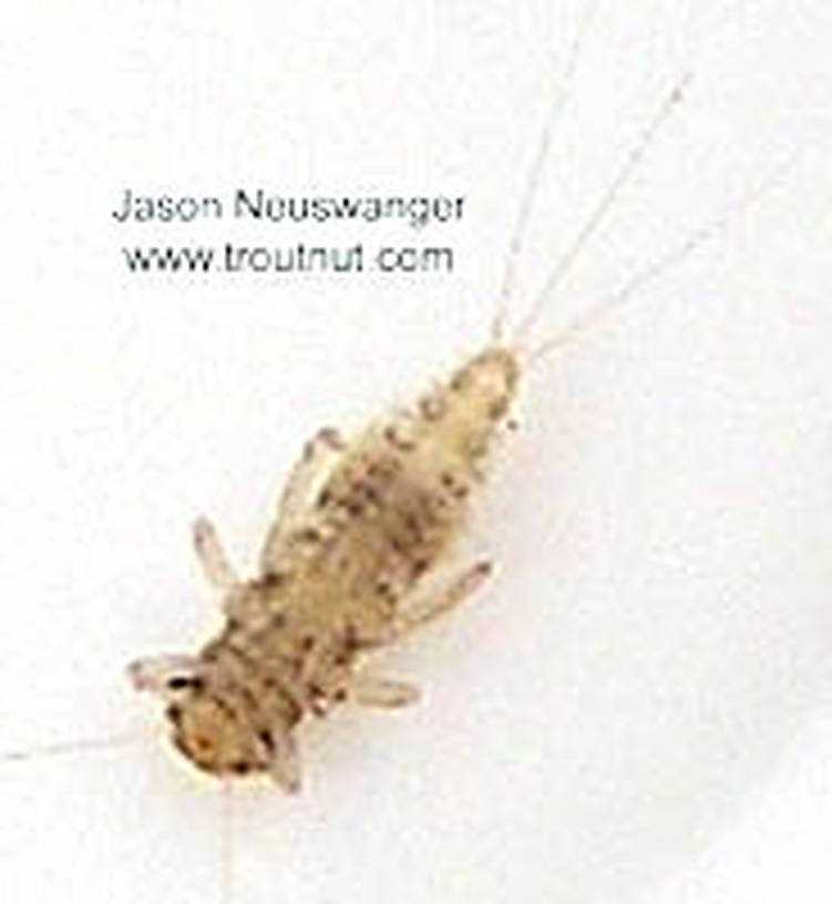 Caenis (Angler's Curses) Mayfly Nymph from unknown in Wisconsin