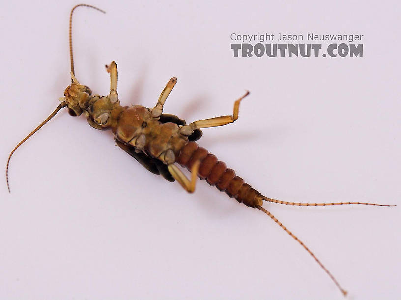 Prostoia (Tiny Winter Blacks) Stonefly Nymph from Salmon Creek in New York