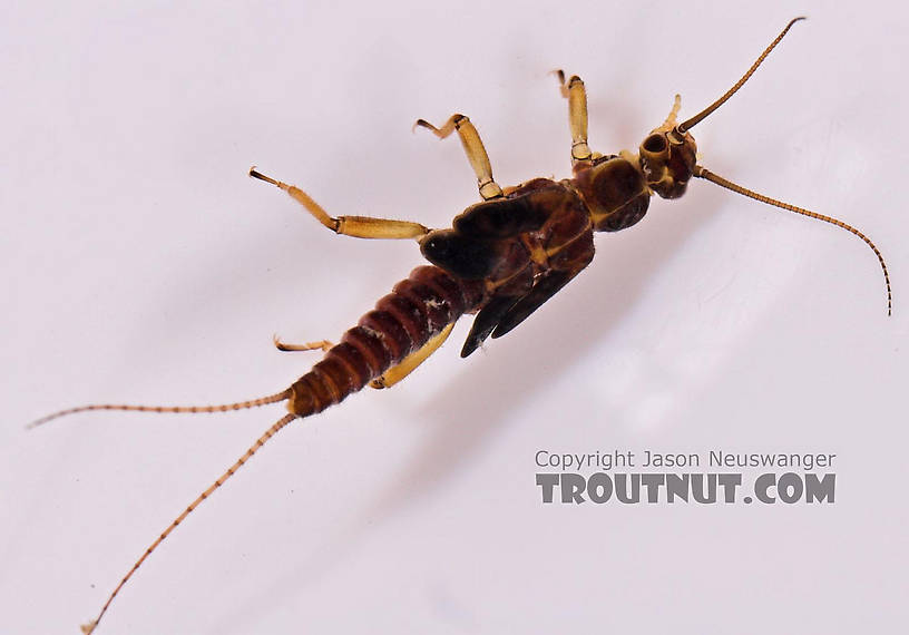 Prostoia (Tiny Winter Blacks) Stonefly Nymph from Salmon Creek in New York