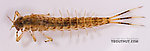 Ameletus ludens (Brown Dun) Mayfly Nymph