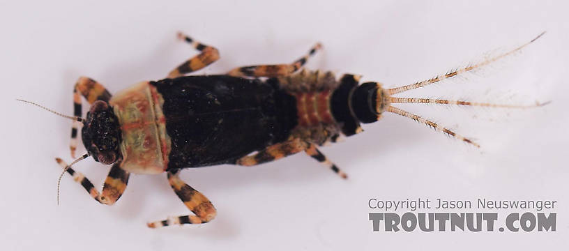 Ephemerella subvaria (Hendrickson) Mayfly Nymph from Salmon Creek in New York