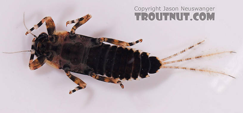 Ephemerella subvaria (Hendrickson) Mayfly Nymph from Salmon Creek in New York