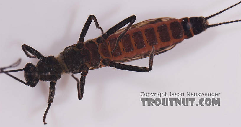 Capniidae (Snowflies) Stonefly Adult from Salmon Creek in New York