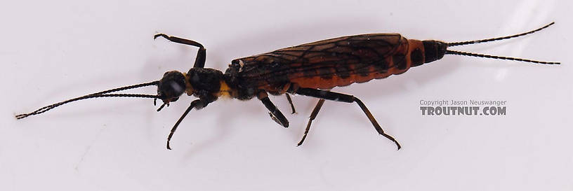 Capniidae (Snowflies) Stonefly Adult from Salmon Creek in New York