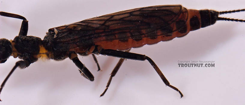 Capniidae (Snowflies) Stonefly Adult from Salmon Creek in New York