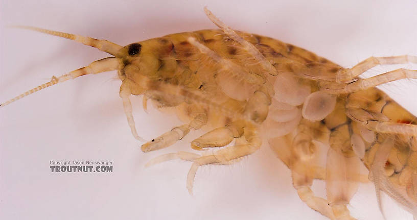 Amphipoda (Scuds) Scud Adult from Salmon Creek in New York