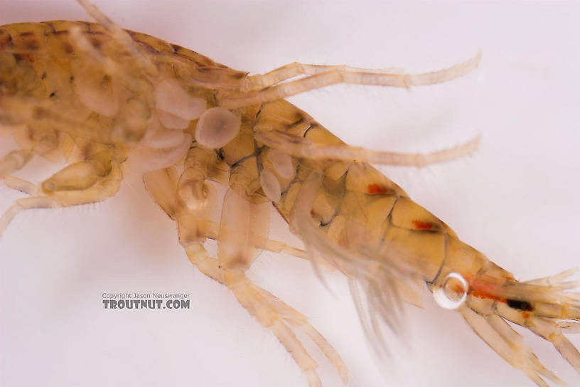 Amphipoda (Scuds) Scud Adult from Salmon Creek in New York