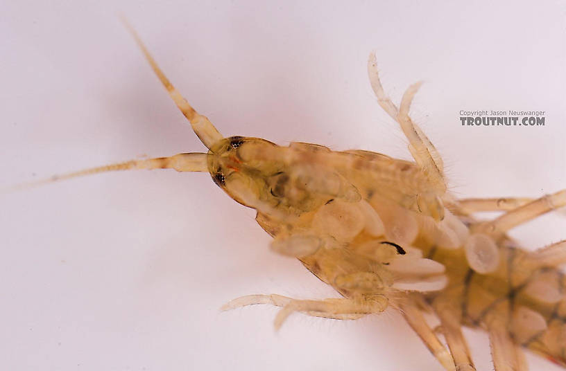 Amphipoda (Scuds) Scud Adult from Salmon Creek in New York