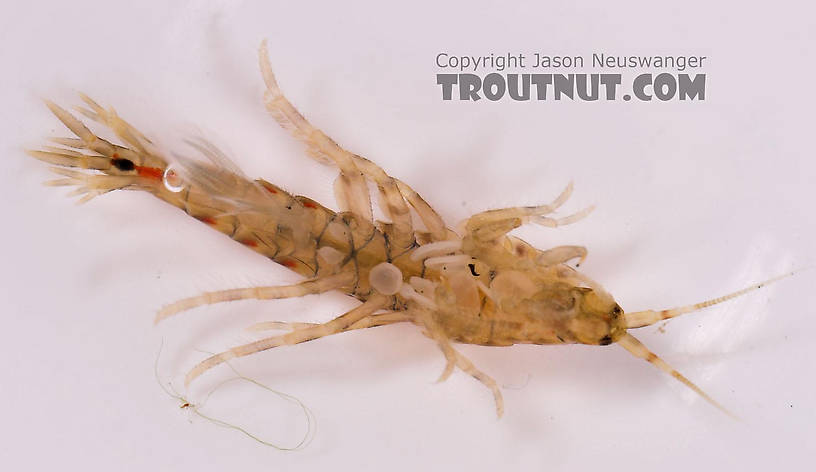 Amphipoda (Scuds) Scud Adult from Salmon Creek in New York