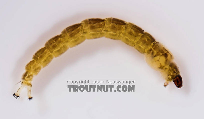 Chironomidae (Midges) Midge Larva from Salmon Creek in New York