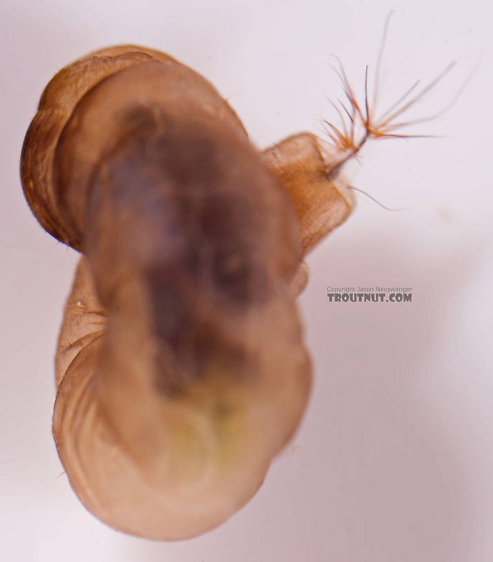 Hexatoma True Fly Larva from Salmon Creek in New York