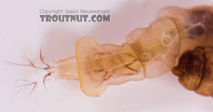 Hexatoma True Fly Larva from Salmon Creek in New York