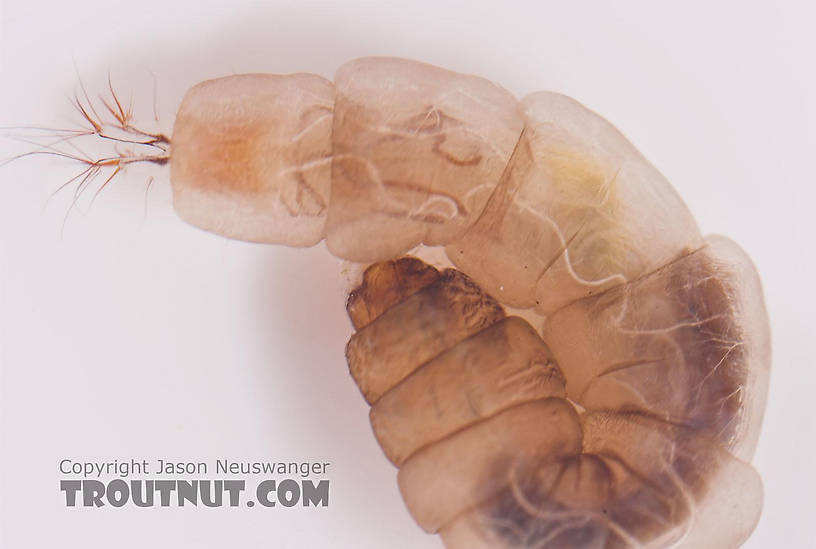 Hexatoma True Fly Larva from Salmon Creek in New York