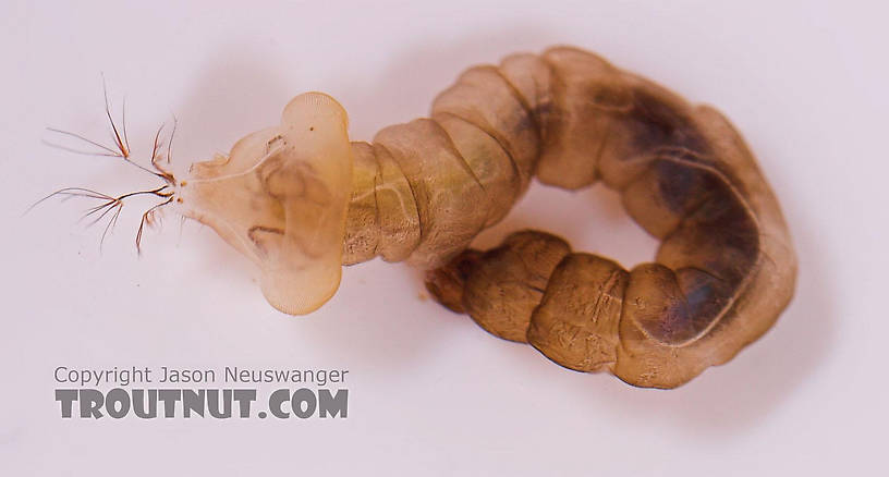 Hexatoma True Fly Larva from Salmon Creek in New York