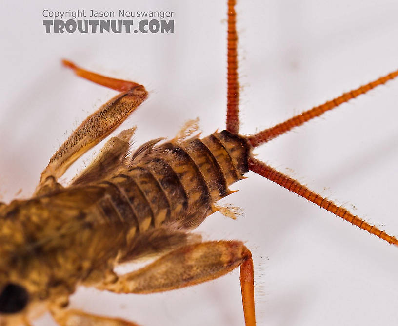 Maccaffertium (March Browns and Cahills) Mayfly Nymph from Salmon Creek in New York