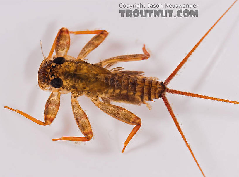 Maccaffertium (March Browns and Cahills) Mayfly Nymph from Salmon Creek in New York