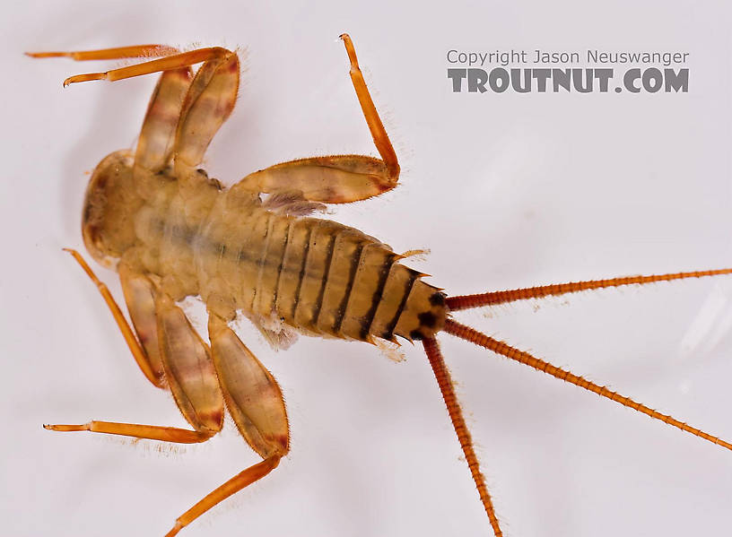 Maccaffertium (March Browns and Cahills) Mayfly Nymph from Salmon Creek in New York