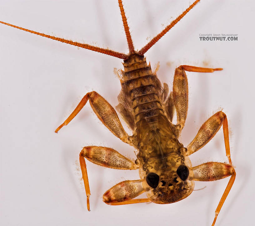 Maccaffertium (March Browns and Cahills) Mayfly Nymph from Salmon Creek in New York