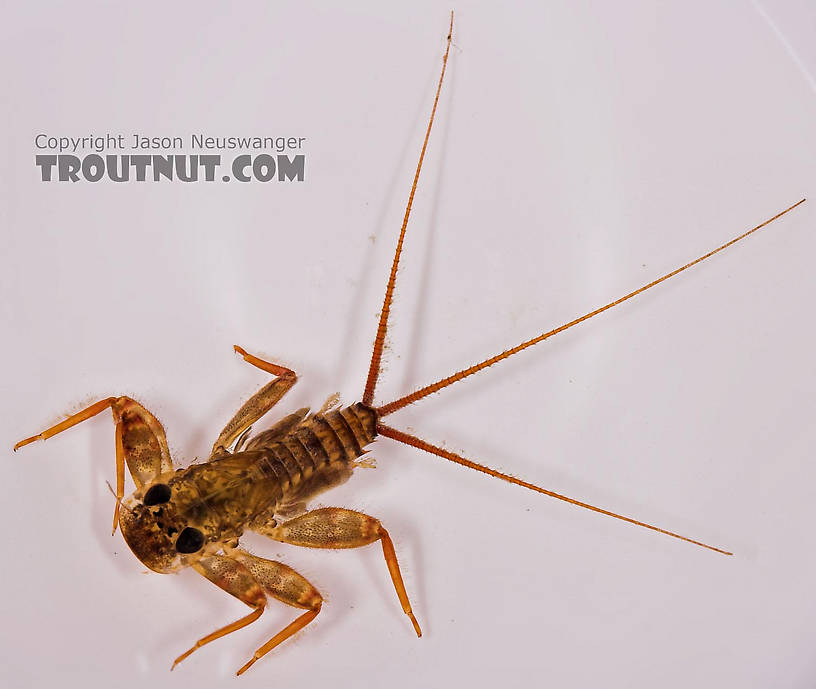 Maccaffertium (March Browns and Cahills) Mayfly Nymph from Salmon Creek in New York