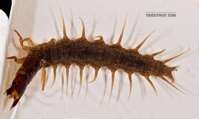 Nigronia serricornis (Fishfly) Hellgrammite Larva from Salmon Creek in New York