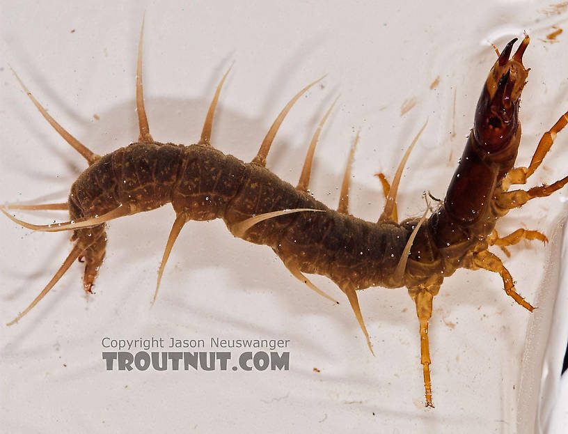 Nigronia serricornis (Fishfly) Hellgrammite Larva from Salmon Creek in New York