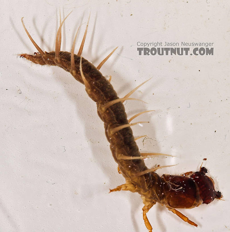 Nigronia serricornis (Fishfly) Hellgrammite Larva from Salmon Creek in New York