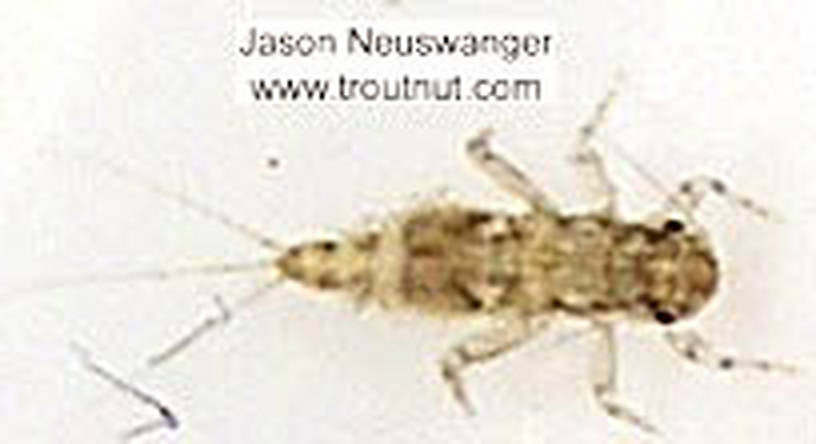 Caenis (Angler's Curses) Mayfly Nymph from unknown in Wisconsin