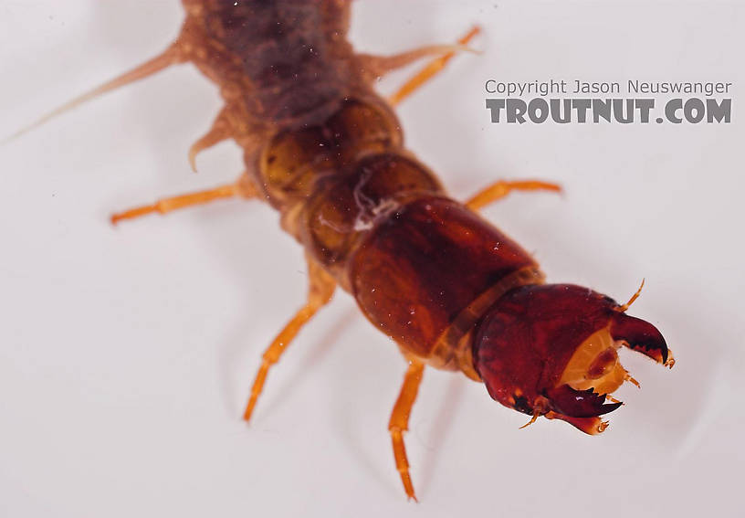 Nigronia serricornis (Fishfly) Hellgrammite Larva from Salmon Creek in New York