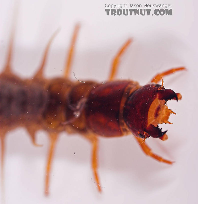 Nigronia serricornis (Fishfly) Hellgrammite Larva from Salmon Creek in New York