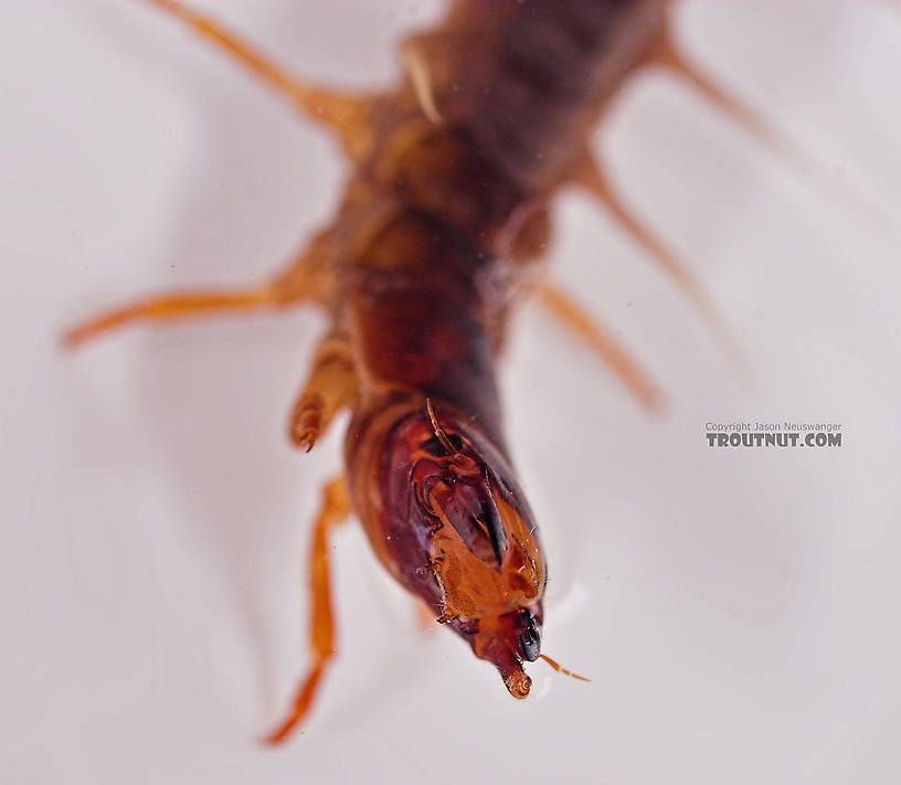 Nigronia serricornis (Fishfly) Hellgrammite Larva from Salmon Creek in New York