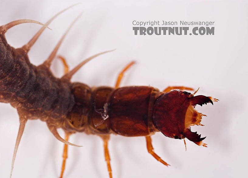 Nigronia serricornis (Fishfly) Hellgrammite Larva from Salmon Creek in New York