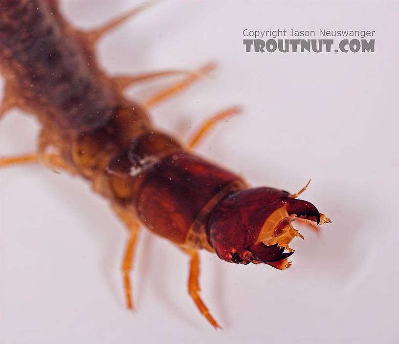 Nigronia serricornis (Fishfly) Hellgrammite Larva from Salmon Creek in New York