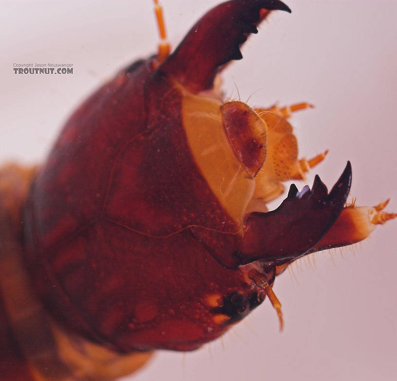 Nigronia serricornis (Fishfly) Hellgrammite Larva from Salmon Creek in New York