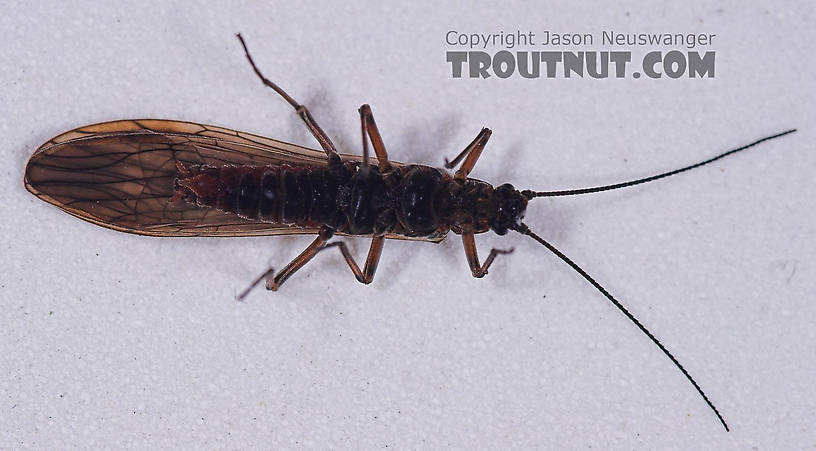 Taeniopterygidae (Willowflies) Stonefly Adult from Salmon Creek in New York