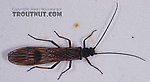 Taeniopterygidae (Willowflies) Stonefly Adult