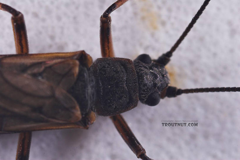 Taeniopterygidae (Willowflies) Stonefly Adult from Salmon Creek in New York