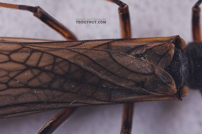 Taeniopterygidae (Willowflies) Stonefly Adult from Salmon Creek in New York