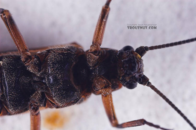 Taeniopterygidae (Willowflies) Stonefly Adult from Salmon Creek in New York